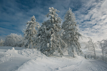 Obraz premium Winter in Beskidy mountains near Szyndzielnia, Klimczok and Blatnia, Beskid Slaski, Poland