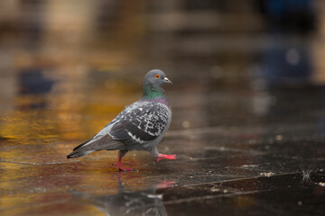 Pigeons are birds that usually live in the city and move in flock.