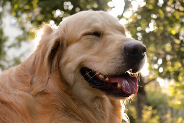 golden retriever dog smiling outdoors in the green yard at sunset, golden hour