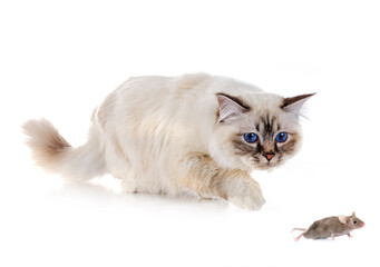 birman cat and mouse  in studio