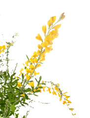 genista maderensis in studio