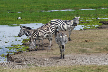 Obraz na płótnie Canvas Four plains zebras, Equus quagga, at a waterhole in Amboseli National Park in Kenya.