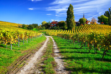 Fototapeta na wymiar Idyllic landscape of vineyards in autumn, October, La Côte wine region, Féchy, Morges district, canton Vaud, Switzerland, Europe