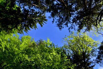 Üppiges Frühlingsgrün in den Baumkronen mit Blick auf den tiefblauen Himmel