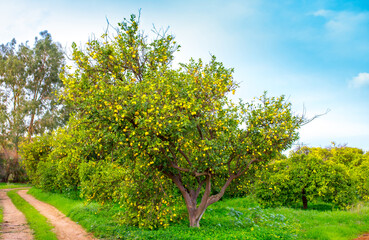 Fototapeta na wymiar Oranges harvest on the plantation in the garden. Citrus trees with mandarins and lemons. Ripe fruits of lemons and oranges on the branches of a tree. Gardening in Cyprus.
