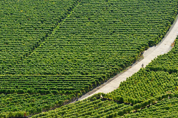 Single woman walking for recreation in vineyards, autumn September, Lavaux vineyards on terraces - UNESCO world heritage, Lake Geneva shore, Lac Leman, canton Vaud, Switzerland, Europe .