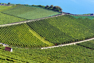 Chexbres, Lavaux vineyards on terraces in autumn - September, UNESCO World Heritage Site, Lake...