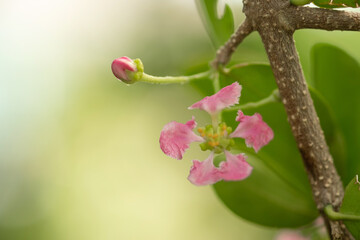 Flowering Acerola cherry trees in Thailand. Acerola cherry blossom trees, Select  focus, soft focus.