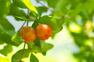 Acerola cherry of thailand on three. Select  focus, Barbados cherry, Malpighia emarginata, high vitamin . Acerola fruit.