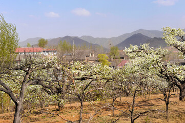 Fototapeta na wymiar The pear trees on the hillside are full of white pear flowers