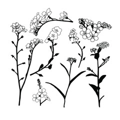 Set of floral illustration elements, floral plant line art illustration.