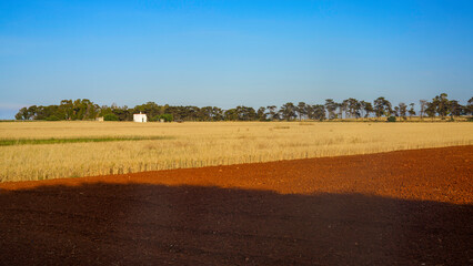 Obraz premium Rural landscape on Apulia between Ostuni and Brindisi