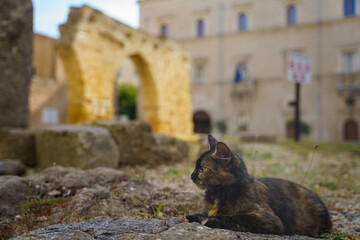 Portrait of cat in Brindisi, Apulia, Italy - obrazy, fototapety, plakaty