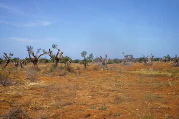 Rural landscape in Apulia near Lecce
