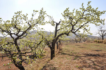 The pear trees on the hillside are full of white pear flowers