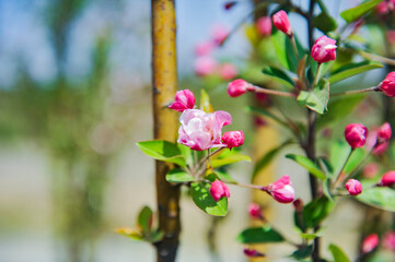 Obraz premium In spring, Begonia flowers are blooming in northern China