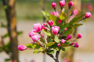 Obraz premium In spring, Begonia flowers are blooming in northern China