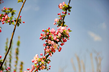 In spring, Begonia flowers are blooming in northern China
