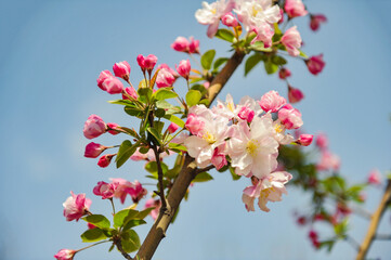 Obraz premium In spring, Begonia flowers are blooming in northern China