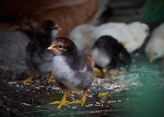 Chicken with chickens in the farmyard.