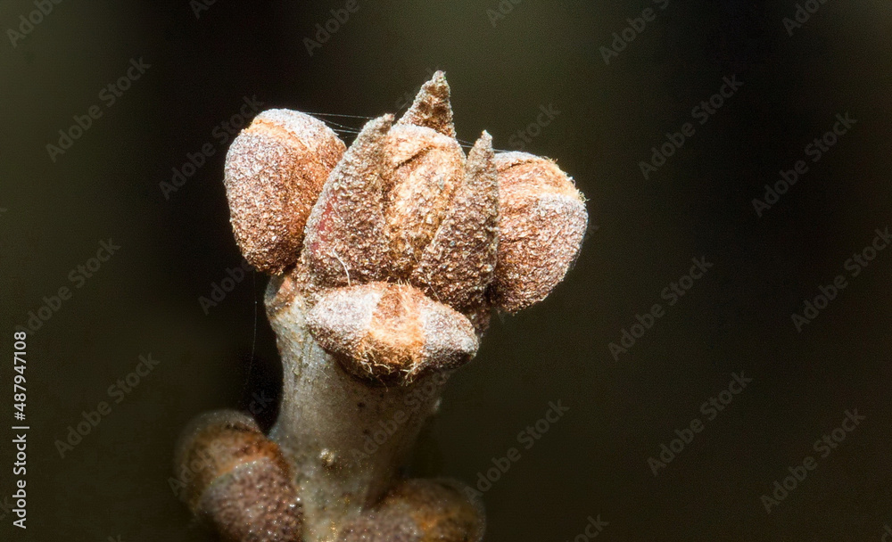 Poster a closeup shot of tree buds isolated on black background