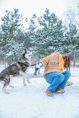 A young cute girl has fun in the snowy weather in winter in the park with a husky breed dog. Life style. People and dogs 