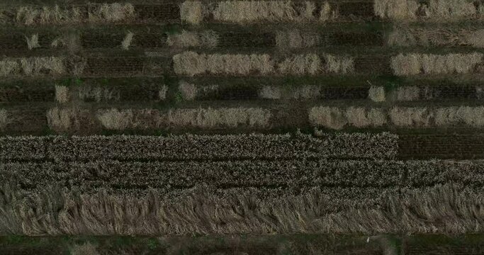 Aerial view patches forming pattern in wheat field on farm
