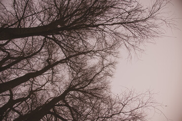 Bare branches of a tree against a misty sky.