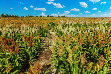 Biofuel and new boom Food, Sorghum Plantation industry. Field of Sweet Sorghum stalk and seeds. Millet field. Agriculture field of sorghum, named also Durra, Milo, or Jowari. Healthy nutrients 