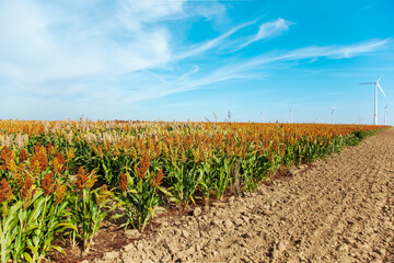 Biofuel and Food, Sorghum Plantation industry. Field of Sweet Sorghum stalk and seeds. Millet field. Agriculture field of sorghum, named also Durra, Milo, or Jowari and wind turbines.