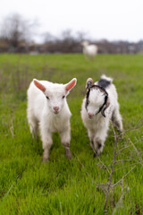 Fototapeta na wymiar goats in the meadow