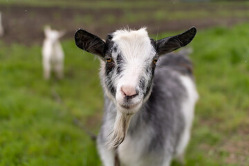 Naklejka na ściany i meble goats in the meadow