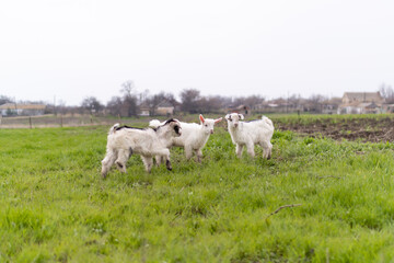 Fototapeta na wymiar goats in the meadow