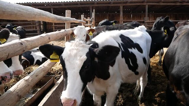 Holstein cows in the pen on the farm. Milk production on the farm