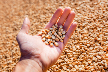 Female hands holding raw coffee beans