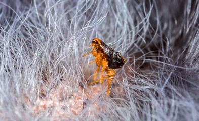 Flea in animal fur close up. The destruction of parasites in pets.