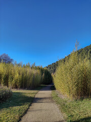 walkway surrounded by bamboo under the sun