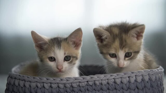 Cute tabby kittens in a basket.