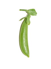 One single pod of sugar snap pea isolated on  white background