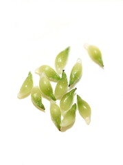 Seed from myrmecochory blue anemone Hepatica nobilis with elaisomes on white background