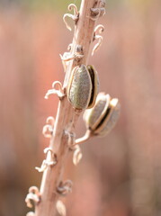 Closeup on seed pod hanging on aloe plant outdoor