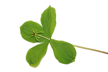 The poisonous plant herb Paris Paris quadrifolia flowering isolated on white background