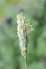 Alopecurus pratensis meadow foxtail grass flowering releasing pollen