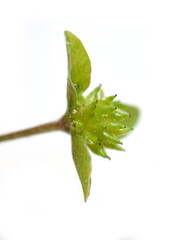 Obraz premium Seed from myrmecochory blue anemone Hepatica nobilis with elaisomes on white background