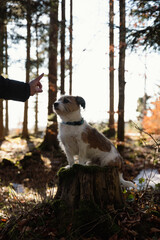 Ein Mann gibt einem Hund mit der Hand ein Sitzzeichen auf einem Baumstumpf im Wald. Hundetraining, Natur.