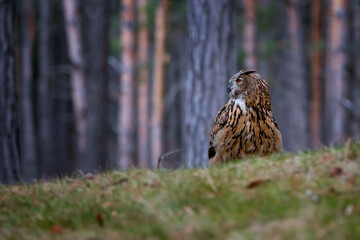 A Eurasian Eagle Owl Bubo bubo sitting a perch in the beautiful background.