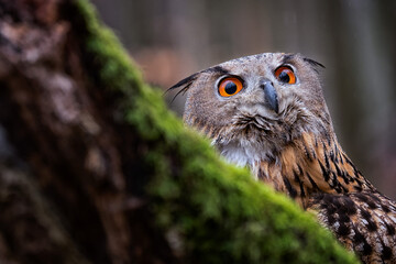 A Eurasian Eagle Owl Bubo bubo sitting a perch in the beautiful background.