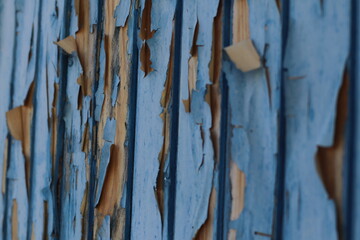 Azul desgastado
Puerta de madera con pintura de hace años
Detalle, plano lateral, encuadre horizontal
Objetivo Carl Zeiss