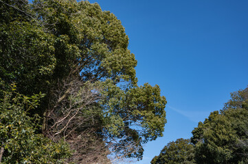 Obraz premium 冬の木々と青空