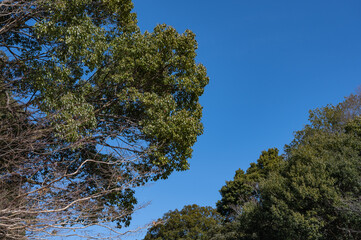 冬の木々と青空